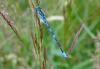 Coenagrion scitulum